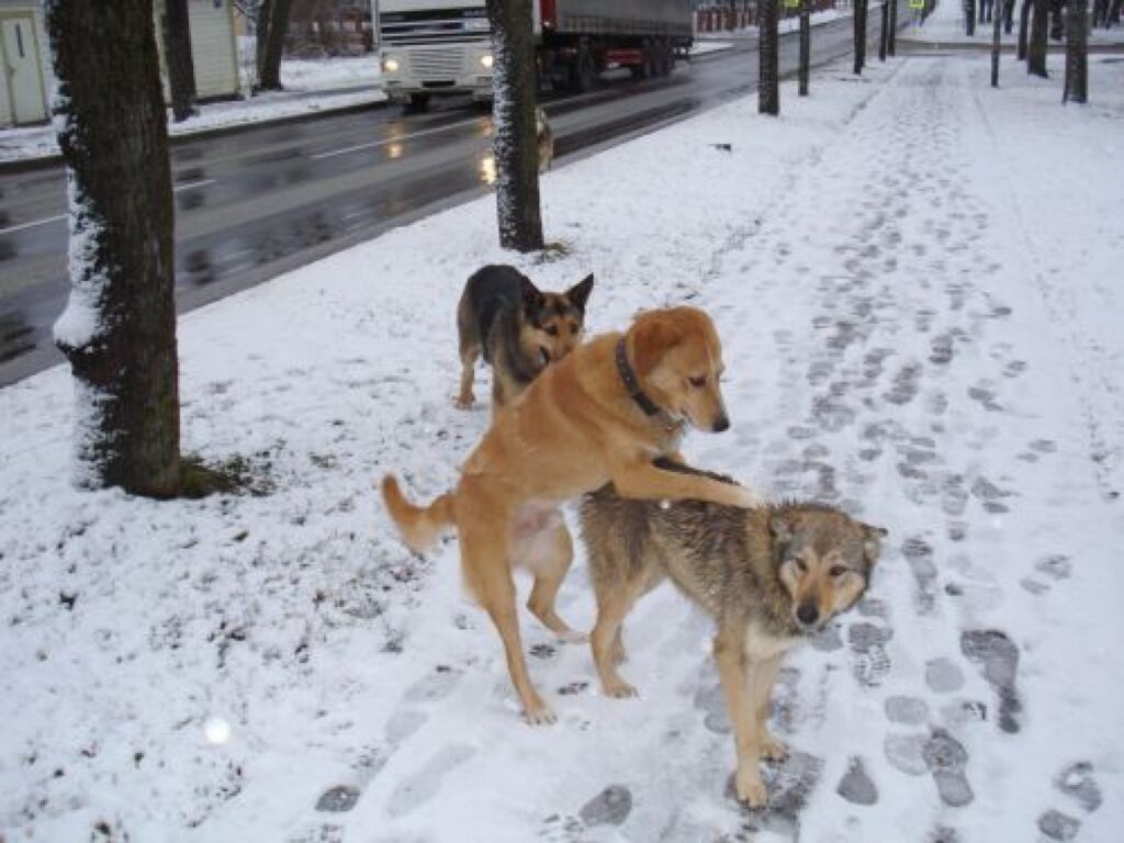 Valkas Lugažu laukumā notvertie suņi gaida, kad saimnieki tos izņem no patversmes. 
Autors: No arhīva 