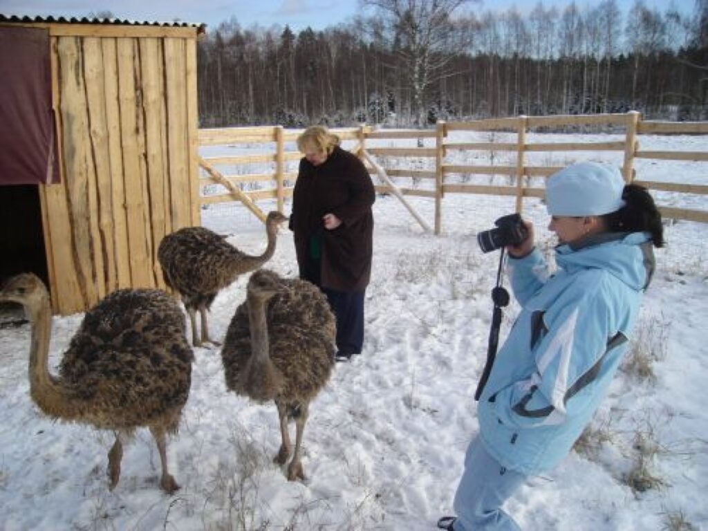  Smiltenes pilsētas domes tūrisma speciālistēm Dagnijai Kalniņai (no kreisās) un Sandai Akmentiņai “Ezerleju” strausi atļāva pienākt tuvu, taču nerādīja savu deju, kuru slavē putnu saimniece Evita Jākobsone. “Strausi ļoti skaisti dejo - griežas uz riņķi, izplēš spārnus un asti.”
Autors: Sandra Pētersone