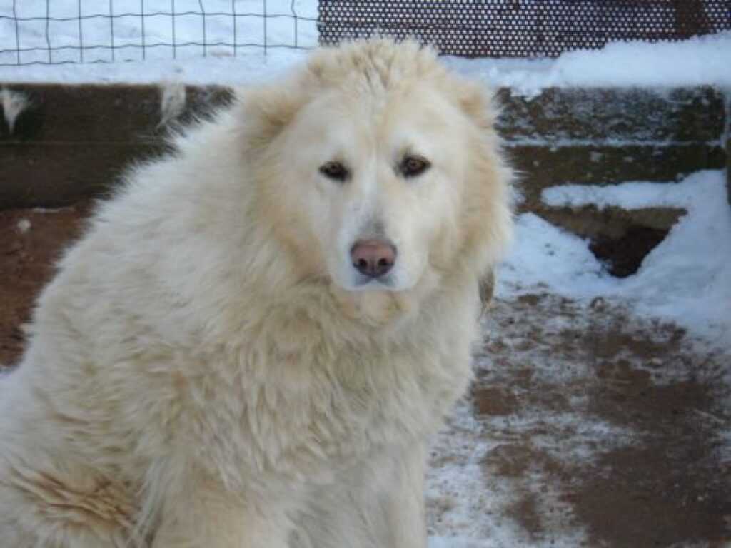 Gandrīz baltā Kaukāza šķirnes suņu meitene gaida savus saimniekus. 
Autors: No personīgā arhīva