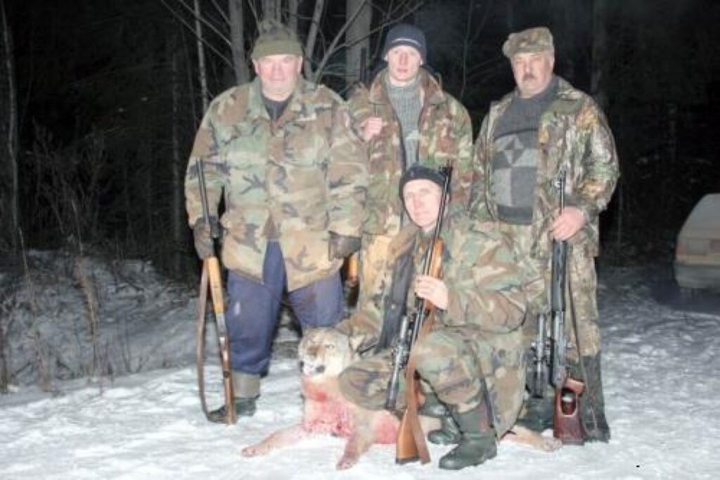 Daukstēnieša Valda Bisenieka mednieku kolektīva medniekiem izdevās arī ielenkt un nomedīt vilku. Trāpīgais šāvējs bija Ivans Ivanovs.
Autors: Gatis Bogdanovs