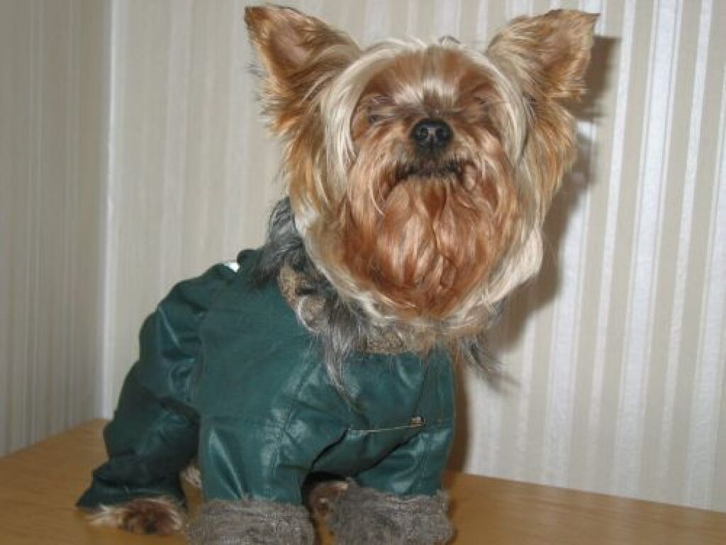 Jorkšīras terjeram Pedro ir īpaši šūts ziemas kostīms, kas pasargā no nelabvēlīgiem laika apstākļiem.
Autors: Inga Karpova