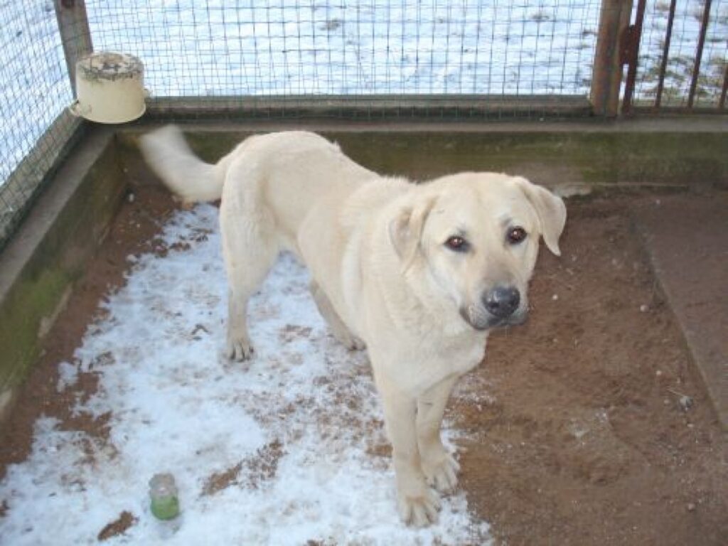 Apmēram divus gadus vecais atradenis ir izteikti draudzīgs.
Autors: No personīgā arhīva