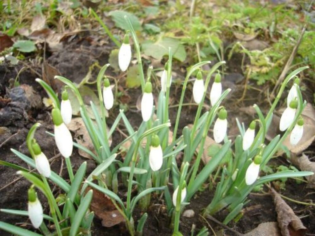 Autors: Sarmīte Ozola