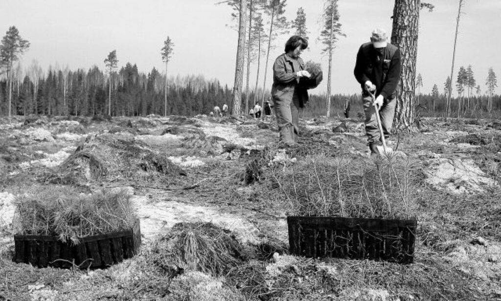 Ziemeļvidzemes pārraugāmajā teritorijā Valmieras, Valkas un Cēsu rajonā meža zemju  platības aizņem 426 tūkstošus hektāru. Pavisam drīz sāksies tradicionālās Meža dienu talkas. 
Autors: Aldis Dubļāns