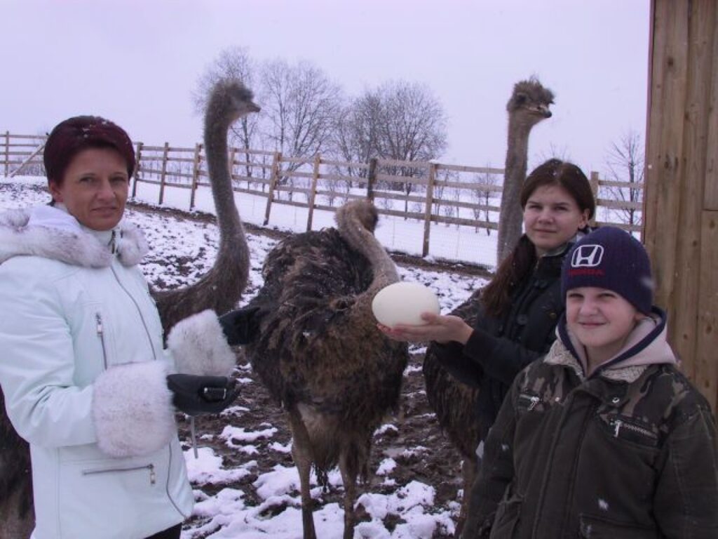  Šajās Lieldienās Launkalnes pagasta “Ezerlejās” saimnieki krāsos vistu olas, jo  prāvā strausa ola tur pagaidām ir tikai viena.
Autors: Sandra Pētersone