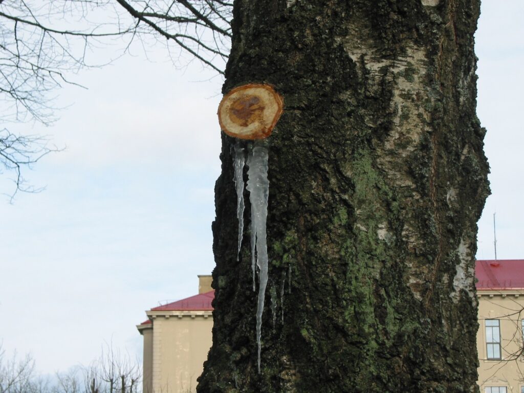 Šorīt vairākiem garāmgājējiem sažņaudzās sirds, redzot pie bērza stumbra lielas sulu lāstekas.
Autors: Aivars Zilbers