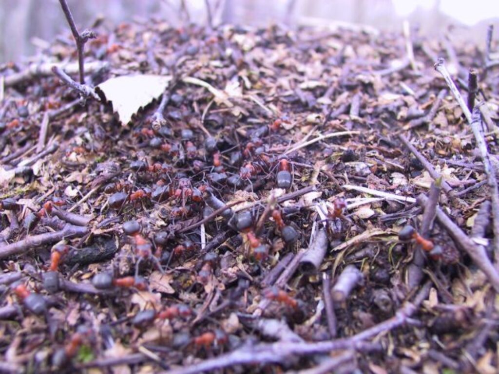 Šodien snieg, un laiks atgādina par ziemu, bet vakar pavasara tuvošanos varēja sajust aplūkojot skudru pūzni.
Autors: Sarmīte Ozola