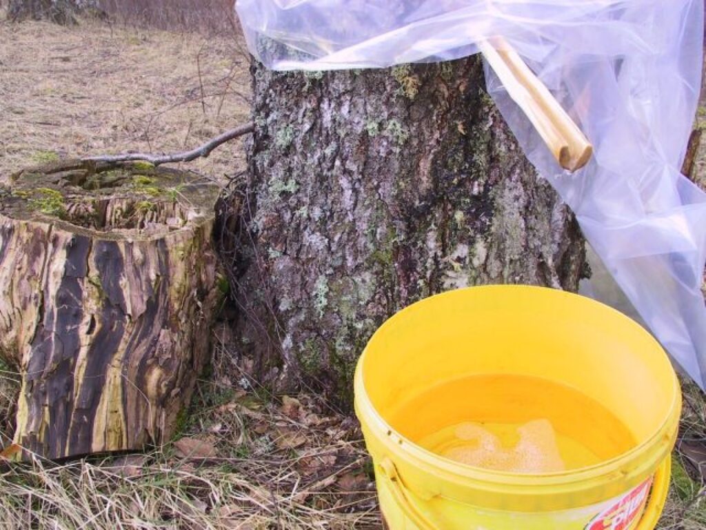 Autors: Sarmīte Ozola