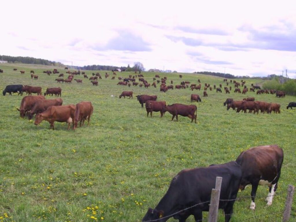 Autors: Sarmīte Ozola