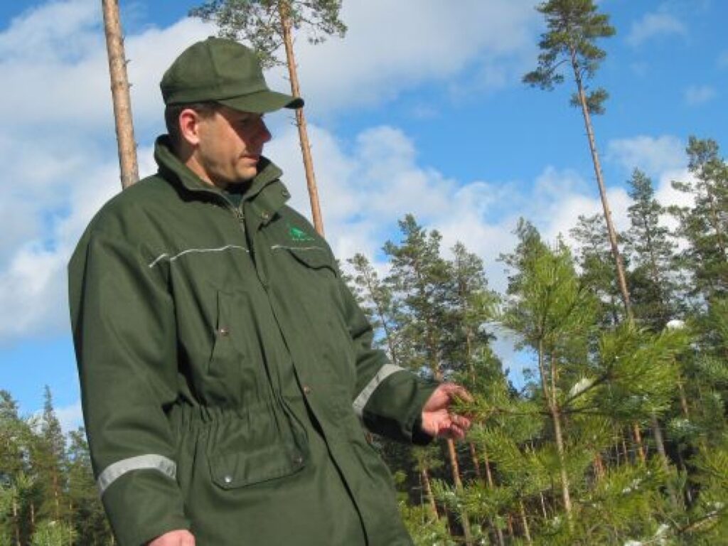 Valkas mežniecības mežsargs Normunds Ģērmanis apskata priežu jaunaudzi un stāsta, ka tās kopšana atsākama tikai vasaras vidū.
Autors: Aldis Dubļāns