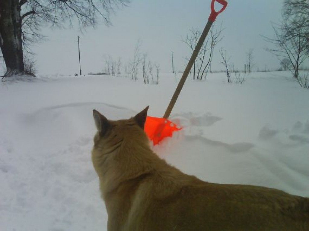 Autors: Jānis Ozols