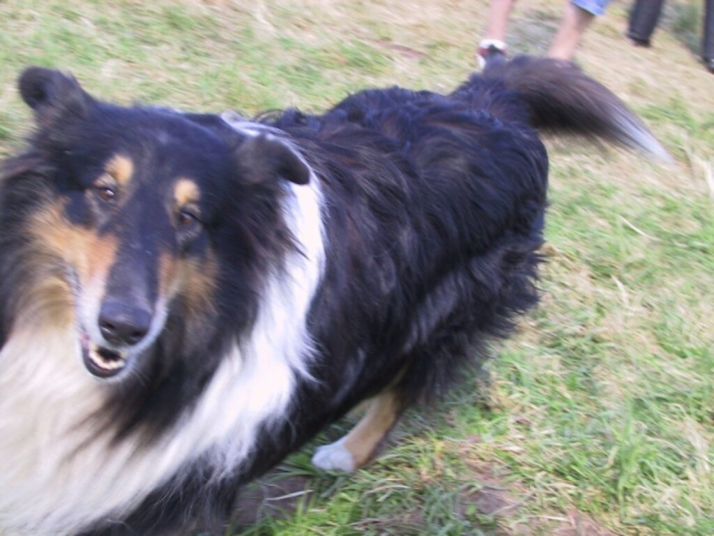 Autors: Sarmīte Ozola