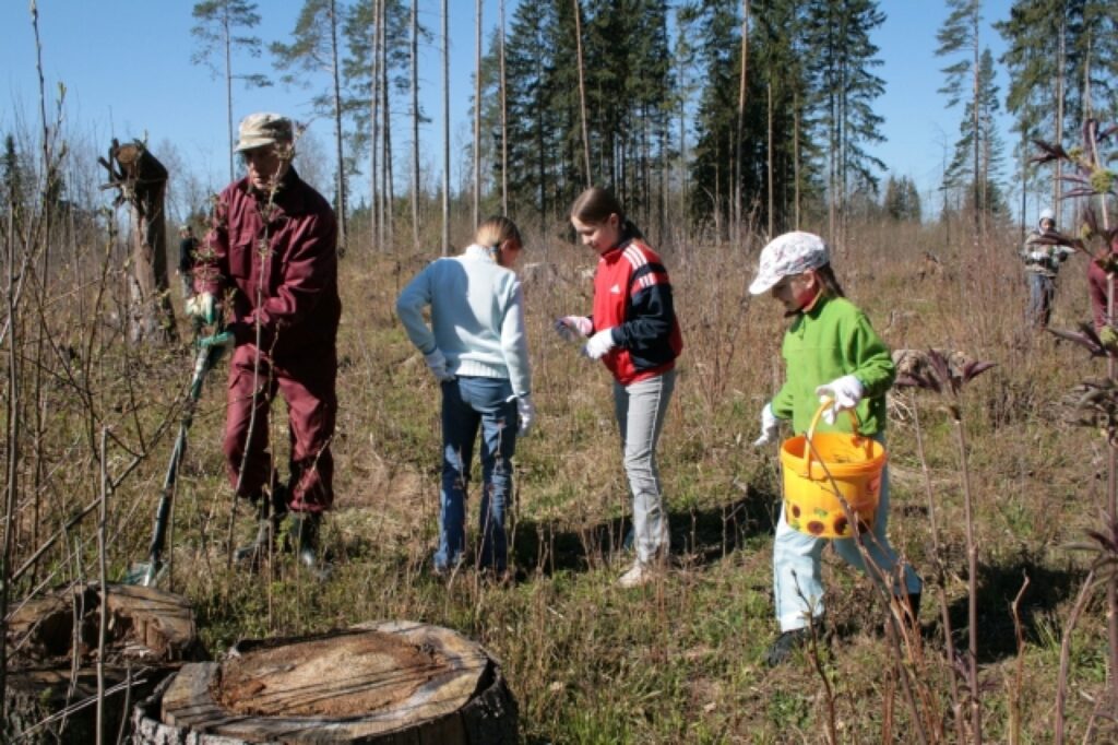 Domes strādnieks Pāvels Tereško pamatskolas bērniem ierāda, kā pareizi stādāmas mazās priedītes. 6. klases skolniecei Žanetei Burkevicai ar skolasbiedrenēm tas ļoti patika. 
Autors: Aldis Dubļāns