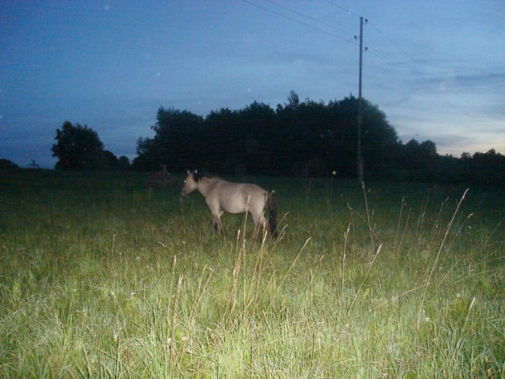 Autors: Sarmīte Ozola