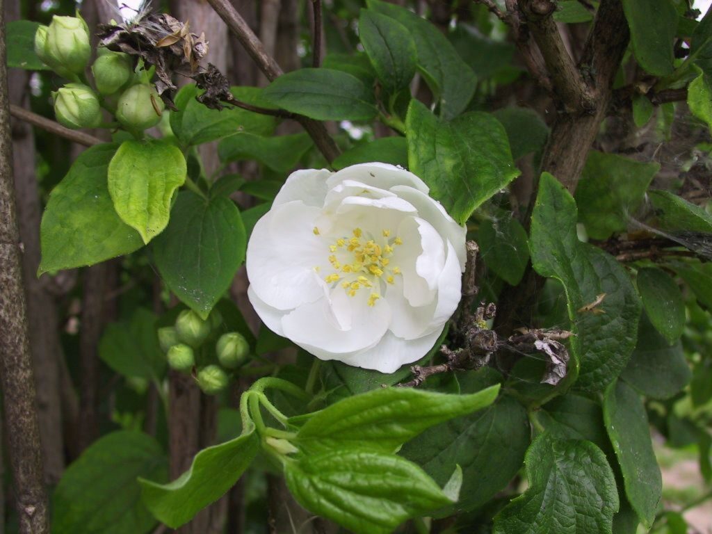 Autors: Sarmīte Ozola