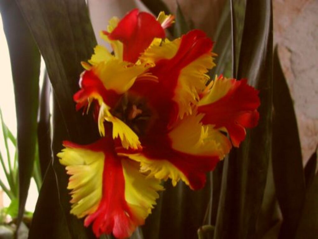 Autors: Sarmīte Ozola