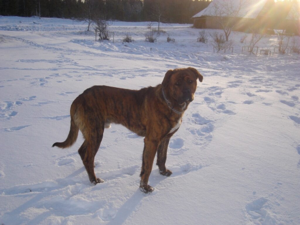 Autors: www.ziemellatvija.lv