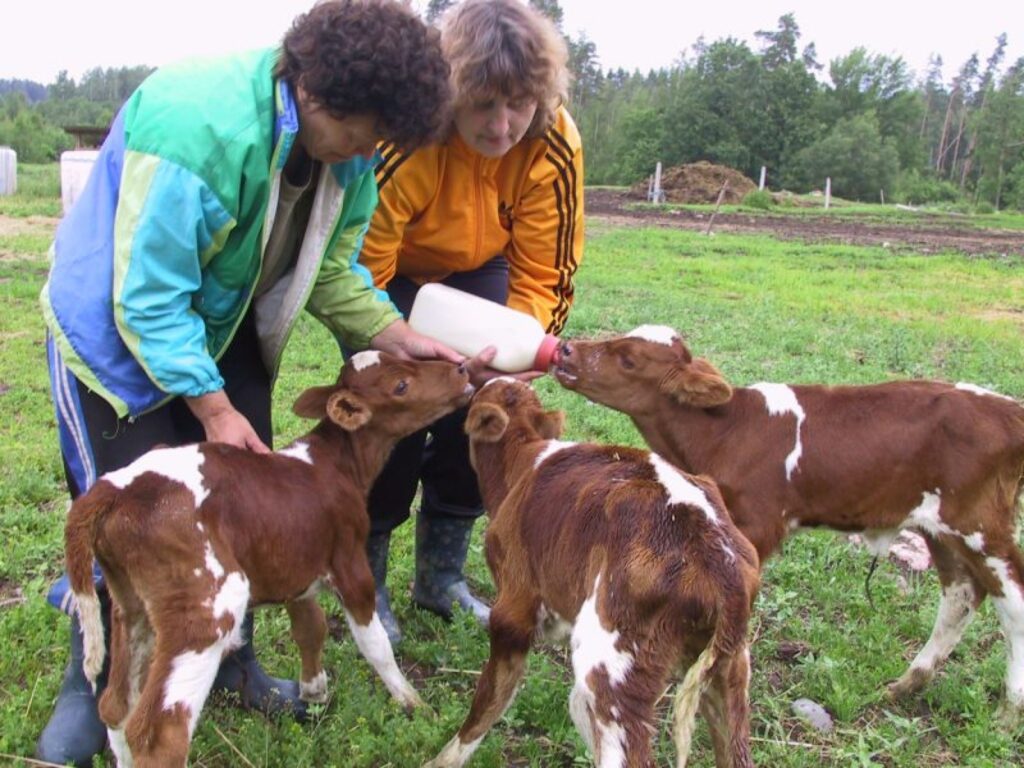 Rūpes par Jasmīnas bērniem uzņēmušās “Dimantu” slaucējas Ilga Sviķe (no kreisās) un Inese Pētersone. Tas, cik turīgā saimniecībā viņi augs, atkarīgs arī no valdības. 
Autors: Sandra Pētersone