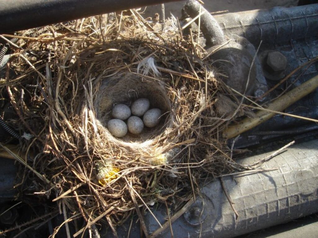 Autors: Sarmīte Ozola