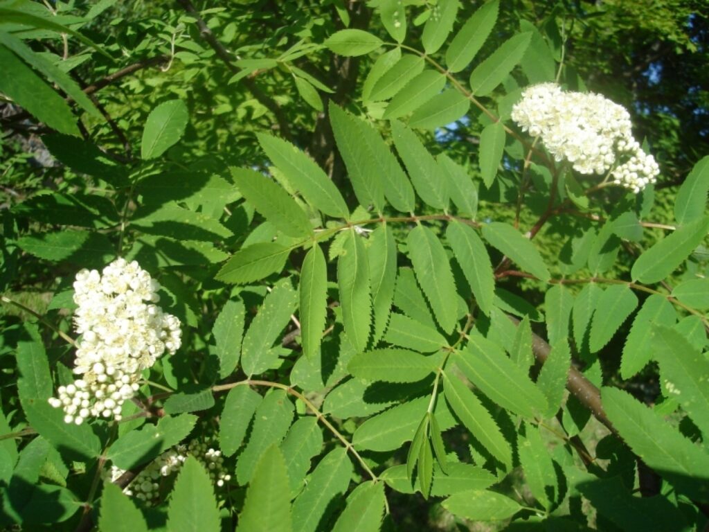 Autors: Sarmīte Ozola