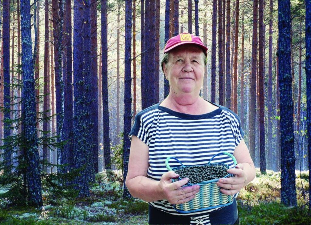 Pieredzējusī ogotāja un sēņotāja Valentīna Nikolajeva pašlaik nav optimisma pilna par iespējām nopelnīt, vācot meža veltes.
Autors: Aldis Dubļāns