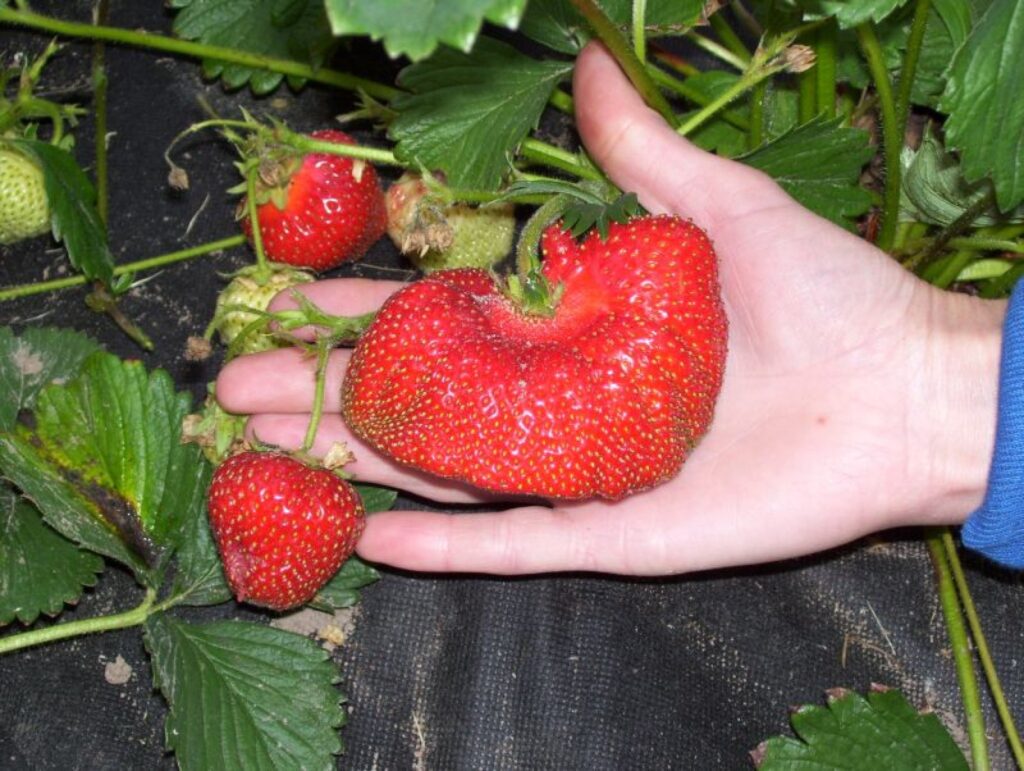 Variņos piemājas saimniecībā “Stūrīši” izaugusi 105 gramus smaga zemeņoga. Saimnieki smej, ka varbūt var pretendēt uz Latvijas rekordu.
Autors: No personīgā arhīva