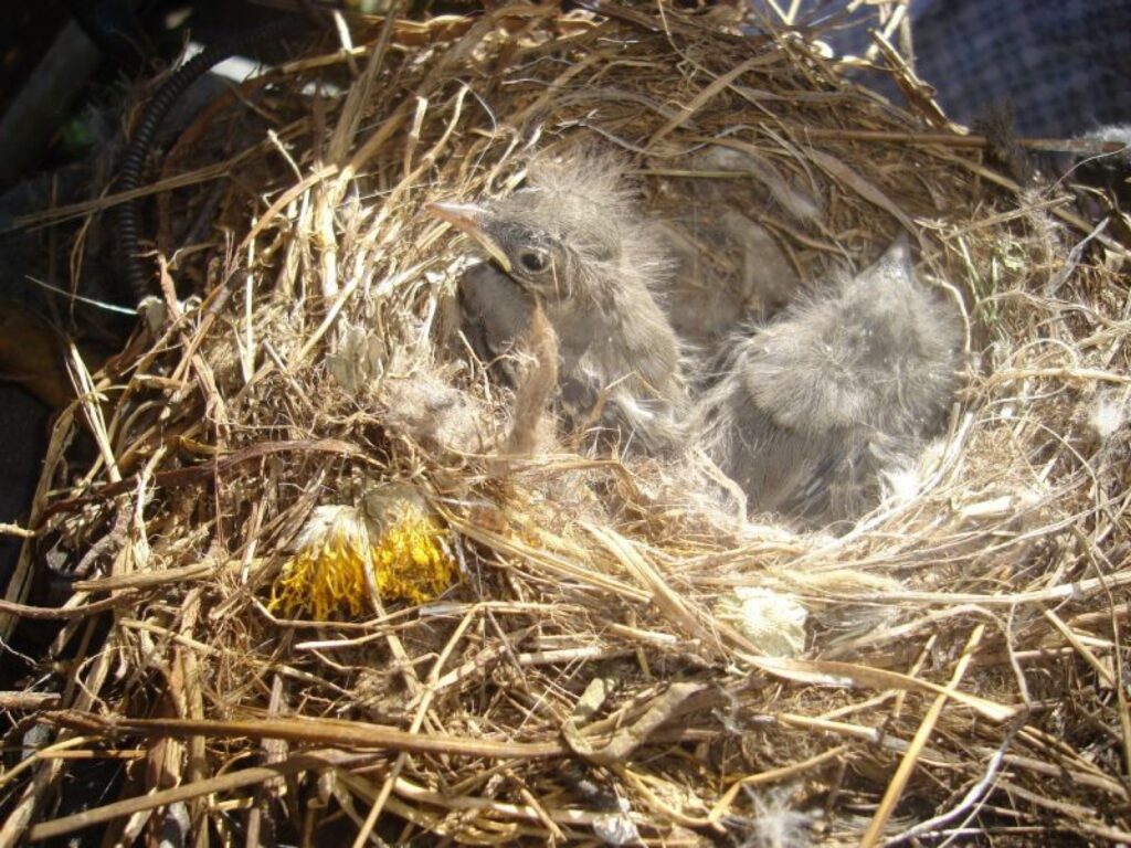 Autors: Sarmīte Ozola