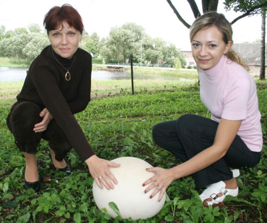 Ceturtdien Valkas rajona tiesas nama pagalmā iestādes darbinieces - Sarmīte Kurmejeva (no kreisās) un Nataļja Oskina – ieraudzīja milzu pūpēdi. 
Autors: Inga Karpova