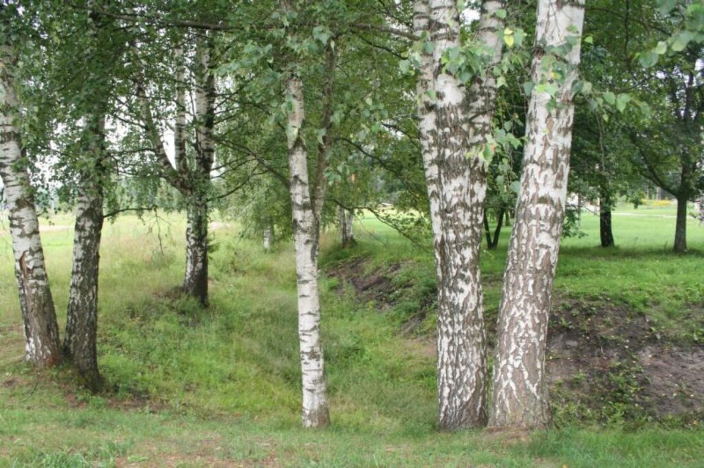 Bērzi ir ātraudzīgs koks, tāpēc to audzēšana finansiāli ir izdevīga.
Autors: Aldis Dubļāns