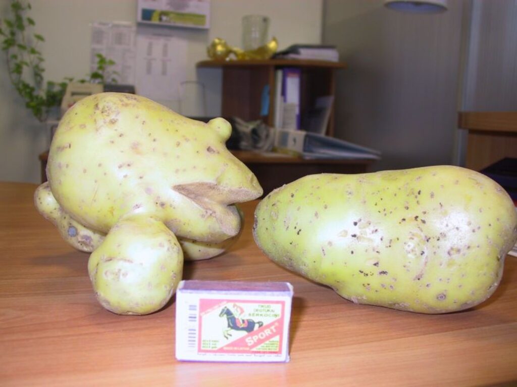 : Ulda Augas tīrumā šoruden izauguši ne tikai lieli, bet arī punaini tupeņi, kā šis, kas atgādina jocīgu zvēriņu.
Autors: Sandra Pētersone