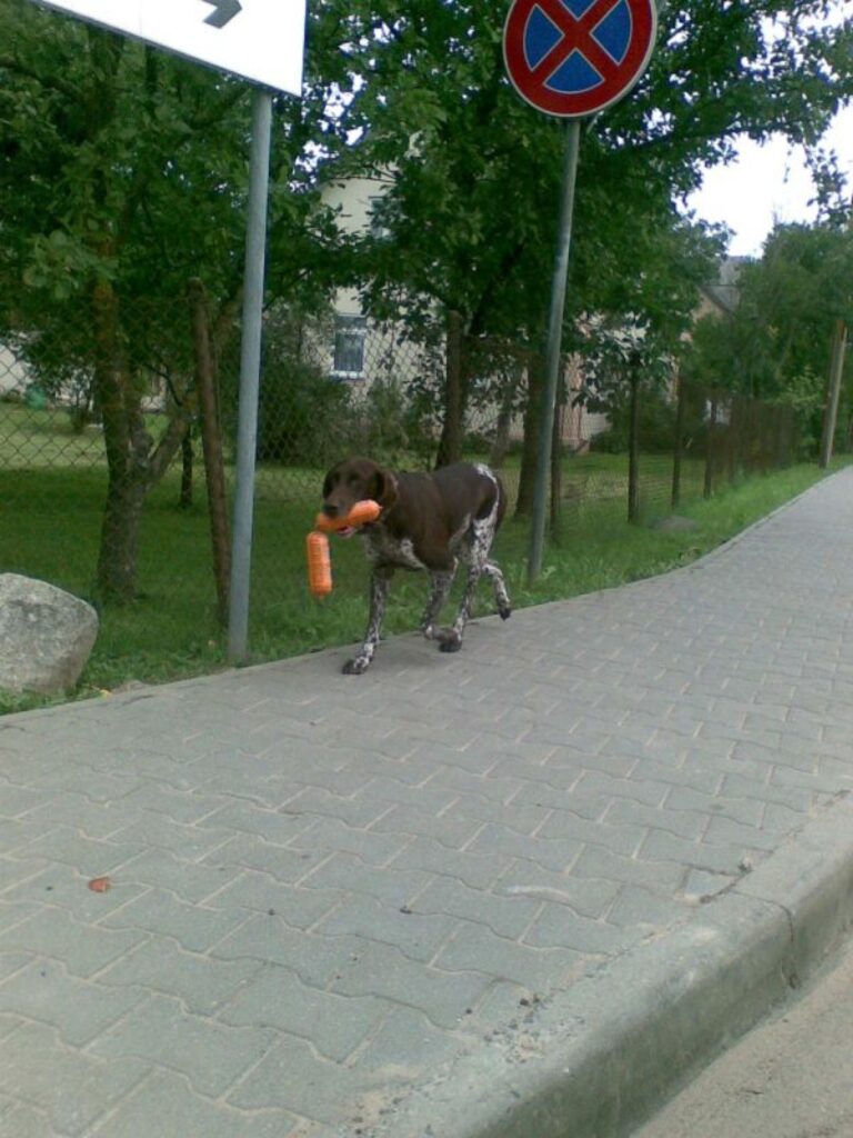 Nu tikai mudīgi prom, kamēr kāds nepamana!
Autors: No personīgā arhīva