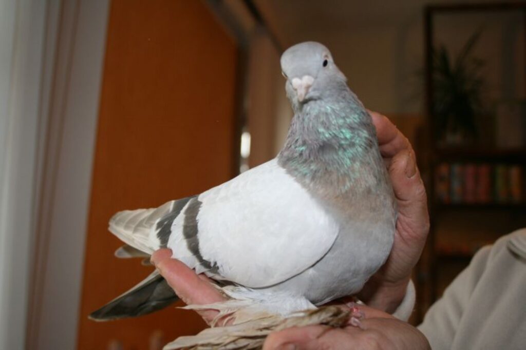 Autors: Inga Karpova