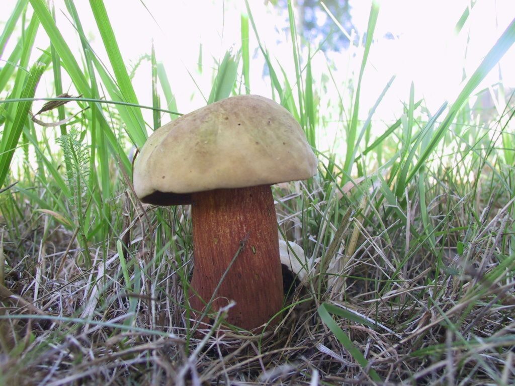 Autors: Sarmīte Ozola