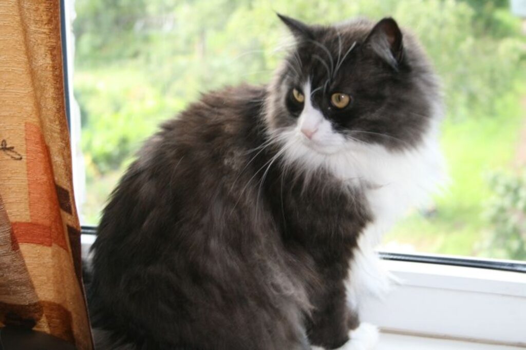 Dorisa visdrošāk jūtas savā teritorijā, kur var netraucēti mieloties ar našķiem.
Autors: Inga Karpova