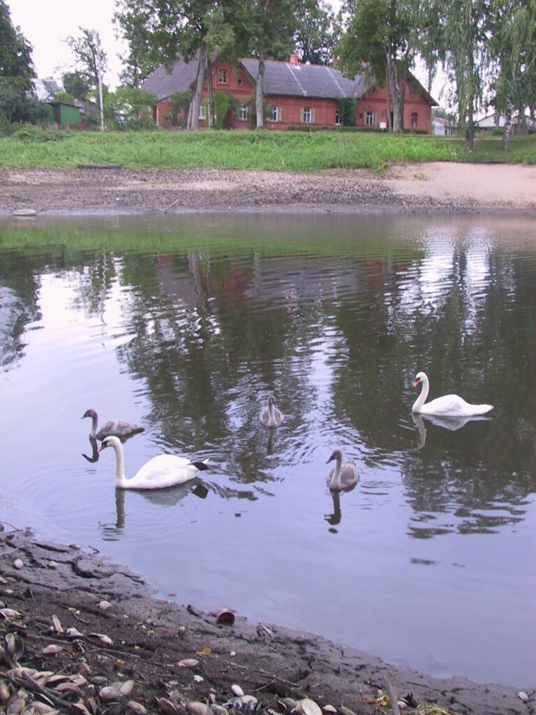 Otrdien gulbju ģimene, arī lidot vēl neprotošie jaunuļi, atgriezās savās mājās Brutuļu ezerā, kuru bija spiesti pamest pēc ūdens līmeņa pazemināšanas
Autors: Sandra Pētersone