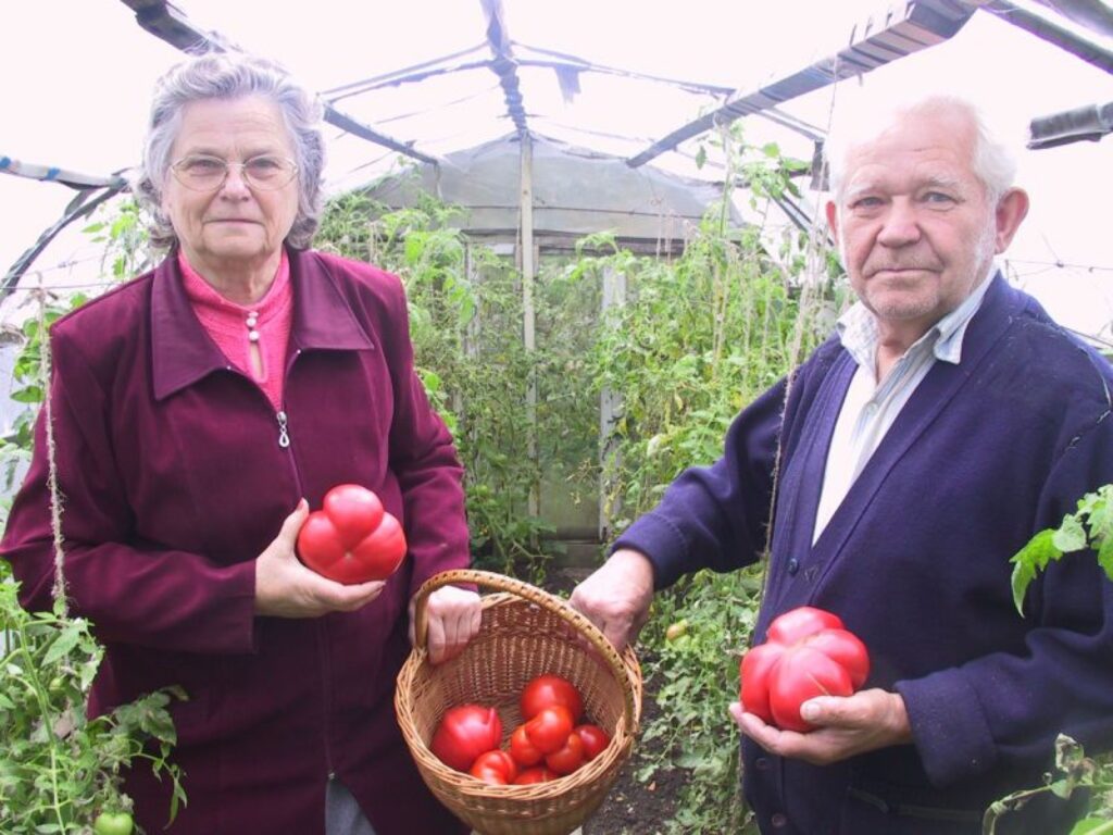 Smilteniešu Aijas un Zigmunda Melderu piemājas dārziņā siltumnīcā tik lieli tomāti, kā šovasar, izauguši pirmo gadu
Autors: Sandra Pētersone