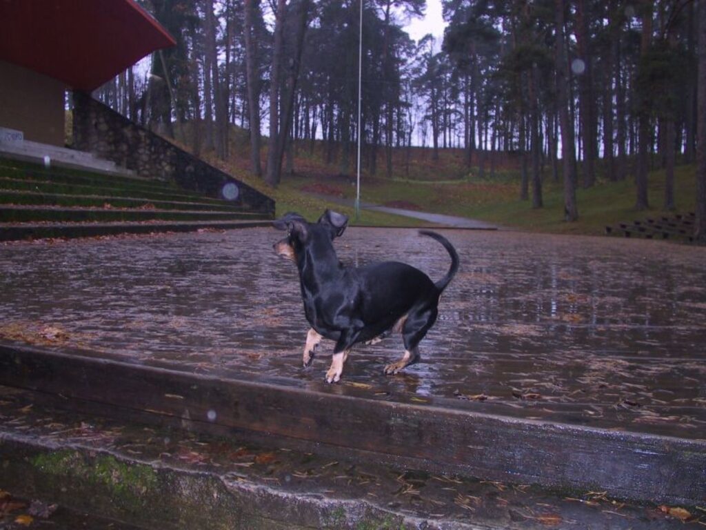 Cilvēki rosina vasarā organizēt vairāk pasākumu Jāņkalna estrādē, jo ar pāris ballēm un koncertiem viņiem nepietiek. Klusais Jāņkalns kļuvis par ideālu pastaigu vietu suņiem.
Autors: Sandra Pētersone
