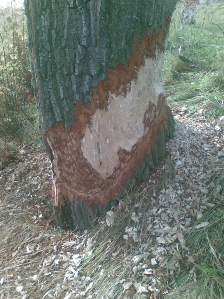 Autors: Kaspars Stūrmanis 