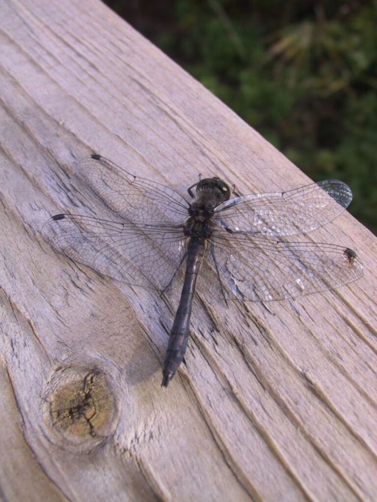 Sedas purva applūdusī teritorija ir piemērota dažādu sugu spārēm. Liegumā konstatētas 13 aizsargājamo kukaiņu sugas, no kurām lielākā daļa ir aizsargājamas spāres.