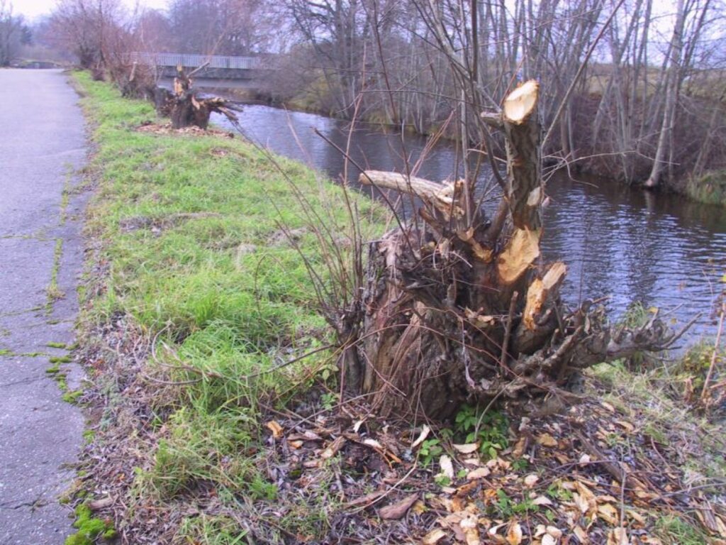 Lai gan vītoli nav tik vērtīgi kā bērzi un ozoli, kanāla malu šī aina dara nepievilcīgu. Smiltenes pilsētas domes Apstādījumu saglabāšanas komisija vēl lems, vai vītolus izņemt ārā pavisam.
Autors: Santa Sinka