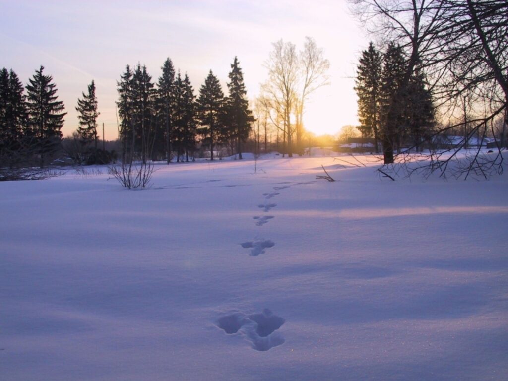 Autors: Sarmīte Ozola