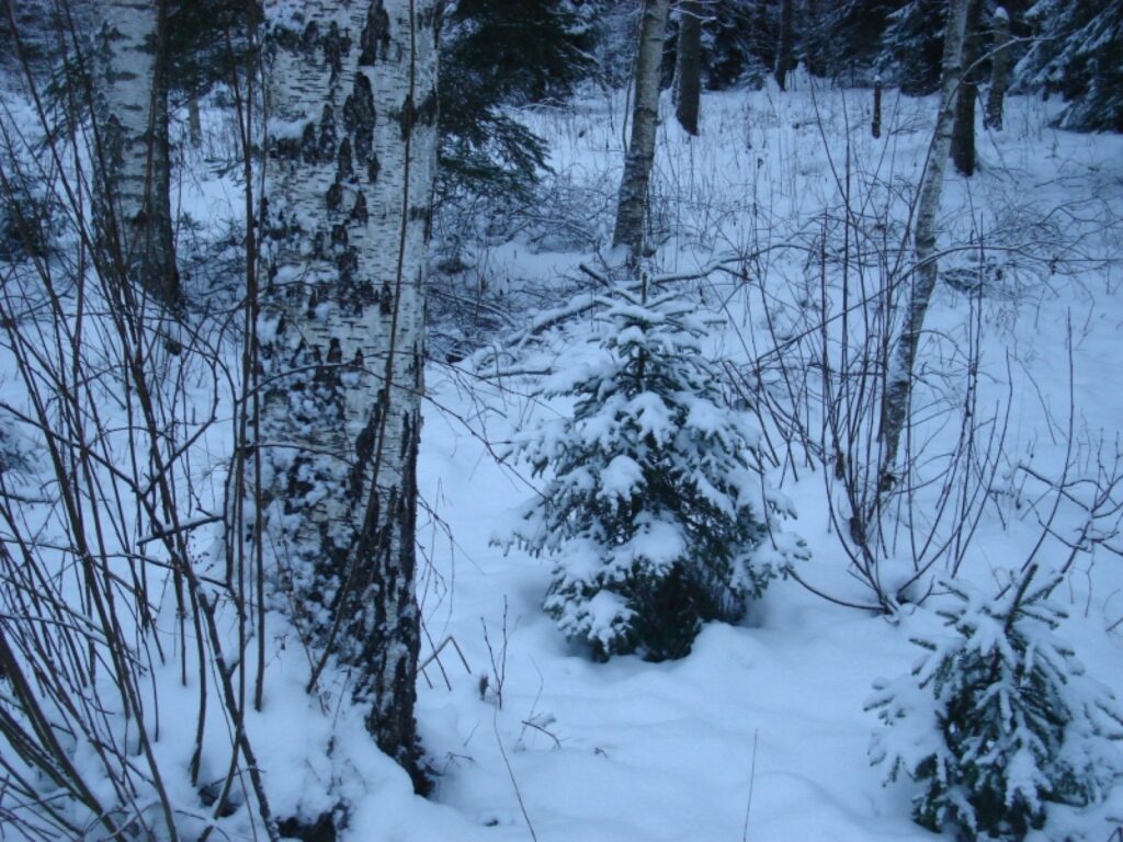 Autors: Sarmīte Ozola