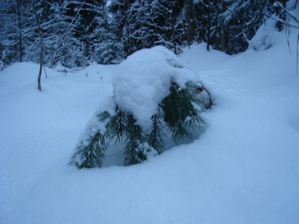 Autors: Sarmīte Ozola