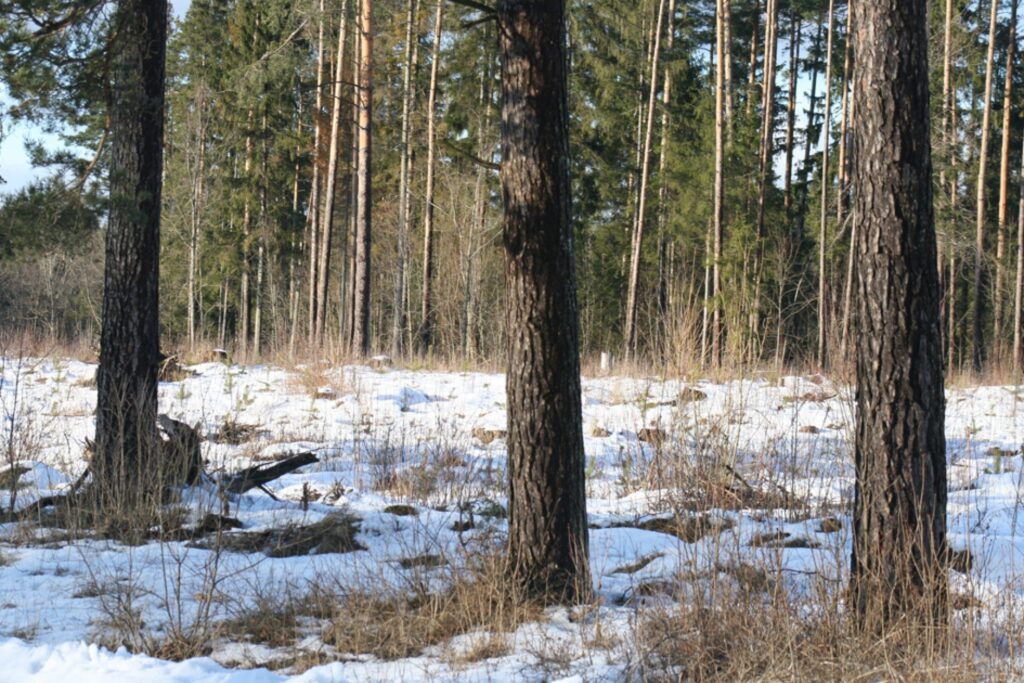 Mežaudzes pa vecuma grupām aizņem samērā vienādu platību. Līdz ar to nav paredzams koksnes resursu trūkums. 
Autors: Aldis Dubļāns