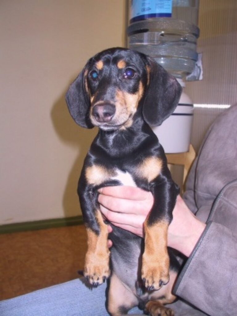 Pēc publikācijas, kurā nepilnus četrus mēnešus vecais taksis meklēja savus saimniekus, atsaucās daudzi izpalīdzīgi cilvēki. Tagad suņu puika dzīvos Trikātas pagastā. 
Autors: Santa Sinka