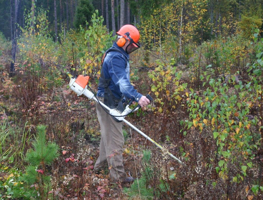 Šogad darbi jaunaudžu kopšanā veiksies labāk, jo daudzi  meža īpašnieki  jau tagad izmanto Eiropas  Savienības piedāvātos atbalsta pasākumus.
Autors: Aldis Dubļāns