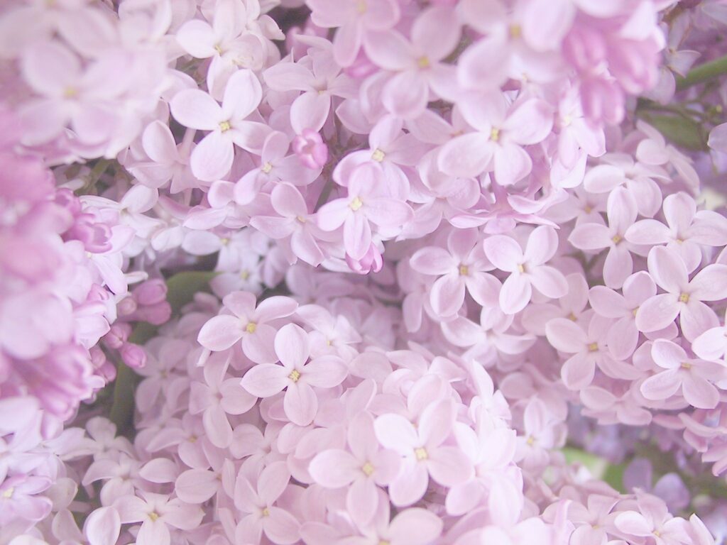 Autors: Sarmīte Ozola