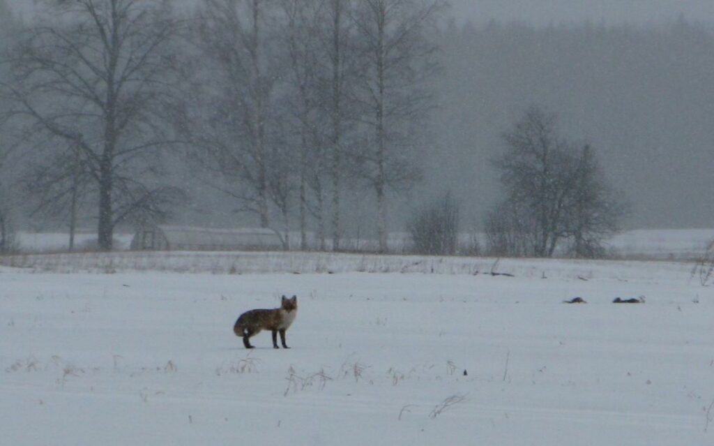 Lapsas Vidzemes pusē savairojušās ļoti daudz. Bez īpašas meklēšanas tās var ieraudzīt skraidām gar ceļmalām.
Autors: Sarmīte Ozola