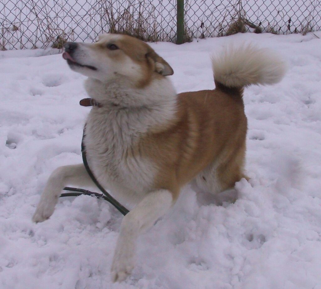 Rokijs ikdienā ir draudzīgs un rotaļīgs, bet tas netraucē viņam būt nopietnam medību sunim.
Autors: Sarmīte Ozola