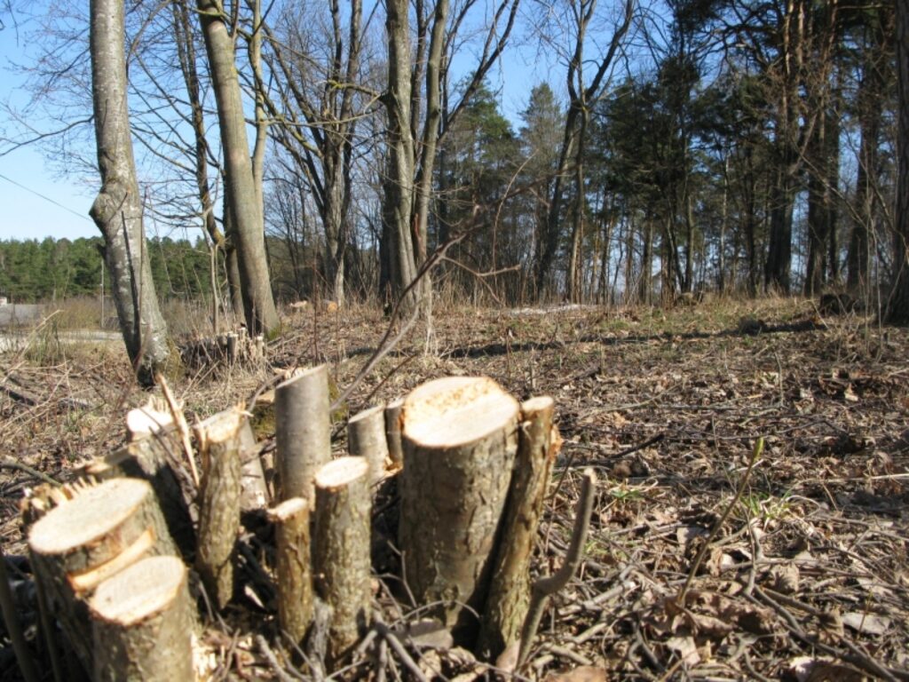 Smilteniete Maija Melne Lazdukalnā notikušo dēvē par vandālismu, savukārt speciālisti skaidro, ka tā ir zaļās zonas sakopšana. 
Autors: Sandra Pētersone